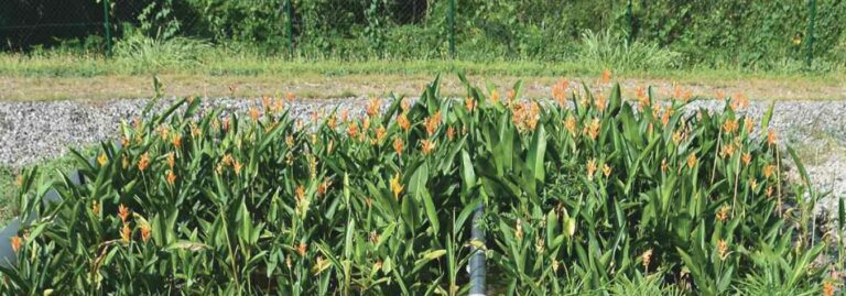 STEP (Station d’Épuration filtre planté) au François