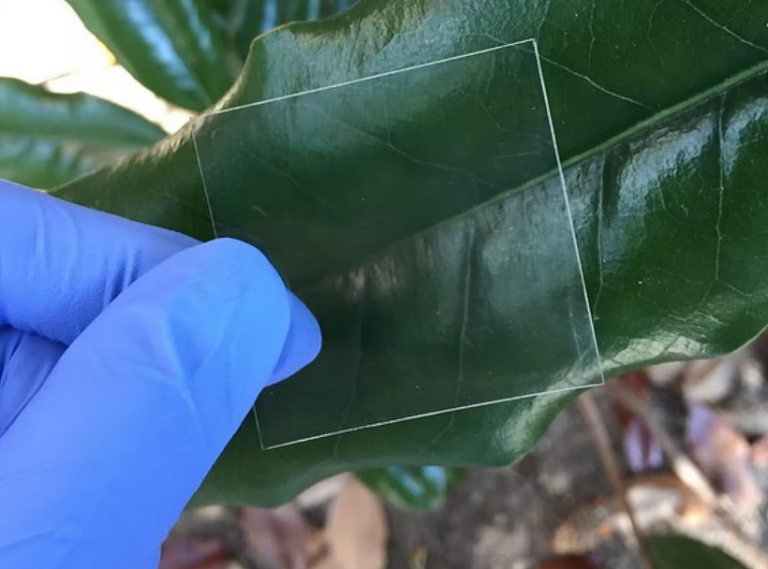 Le bambou transparent, une révolution ?